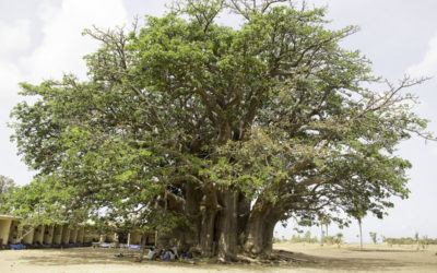 Le baobab sacré